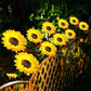 🌻✨ Luces Solares de Girasol para Jardín – Decoración Brillante, IP65, 14 Horas de Luz y Carga 30% Más Rápida ✨