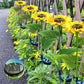 🌻✨ Luces Solares de Girasol para Jardín – Decoración Brillante, IP65, 14 Horas de Luz y Carga 30% Más Rápida ✨