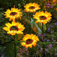 🌻✨ Luces Solares de Girasol para Jardín – Decoración Brillante, IP65, 14 Horas de Luz y Carga 30% Más Rápida ✨